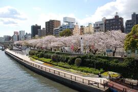 現在の写真（隅田公園_桜並木）