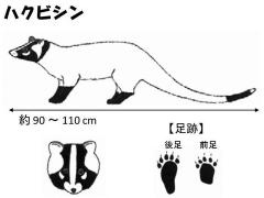 ハクビシンの画像