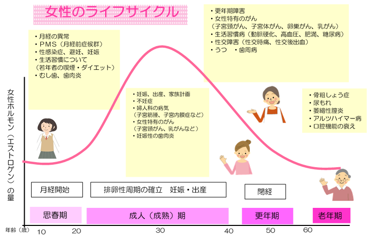 女性のライフサイクル